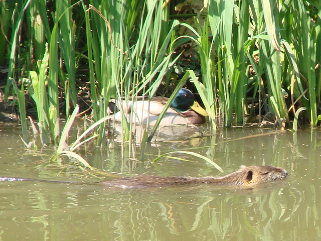 nutria e germano